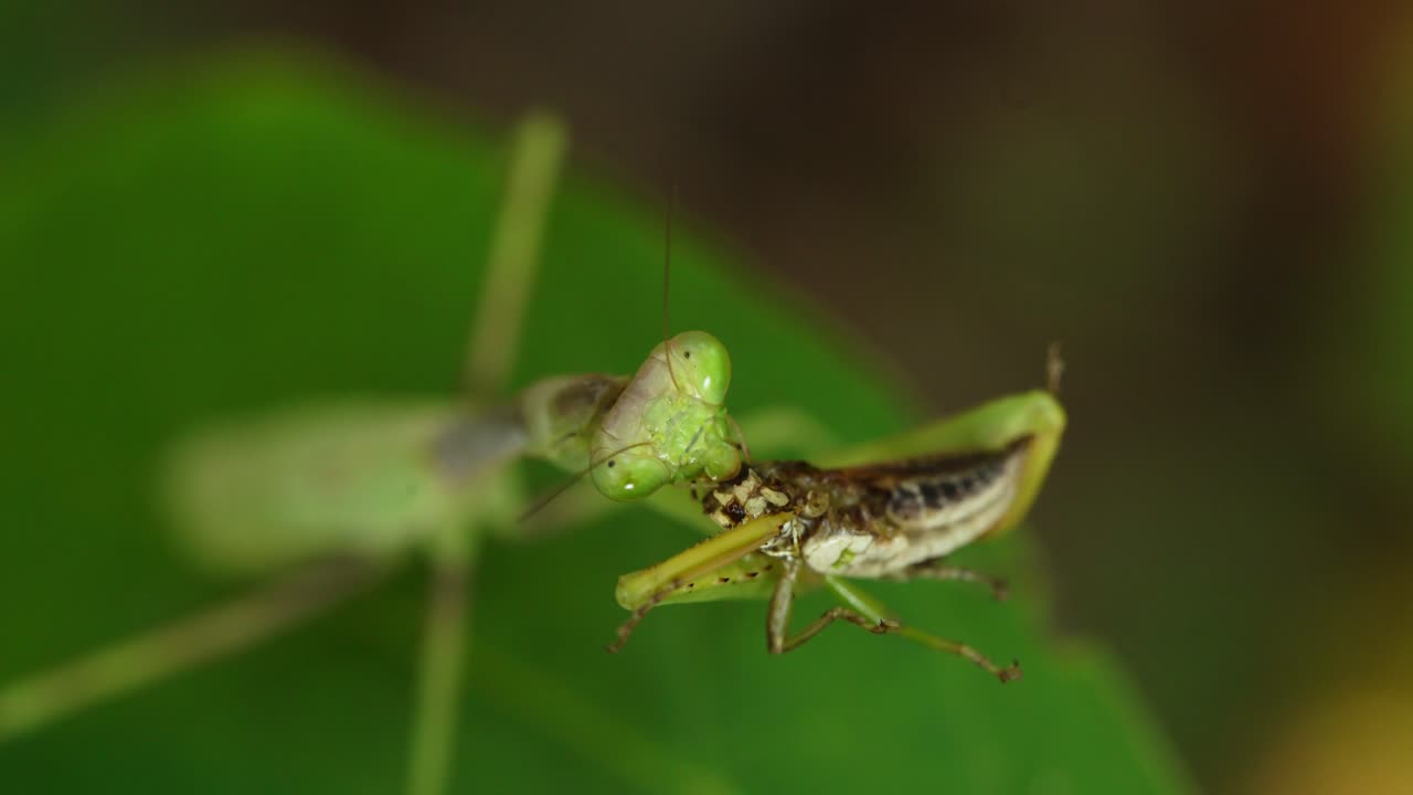 mantis religiosa comiendo saltamontes en una hoja