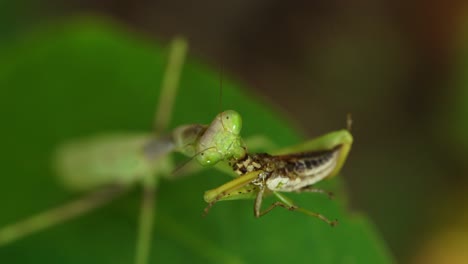 Mantis-Religiosa-Comiendo-Saltamontes-En-Una-Hoja