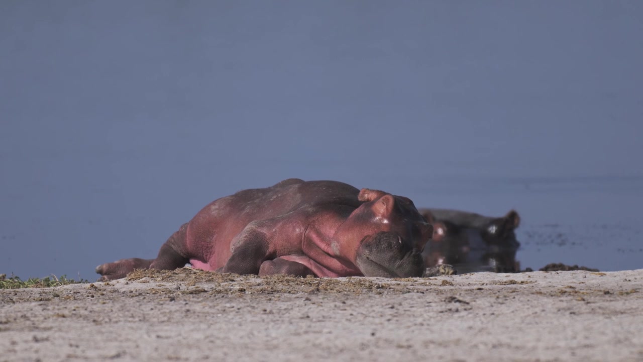 Flodhestunge som soler seg i solen ved Amboseli-sjøen, Kenya. Safari-dyr på afrikansk dyrelivssafari
