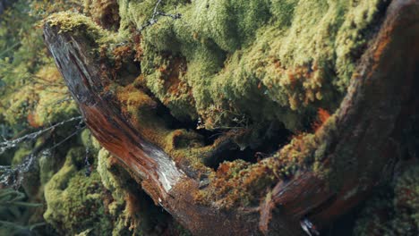 lush moss covers the decaying roots of the old tree on the rocky slope