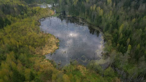 Pristine forest surrounds a tranquil lake on a sunny spring day, and sparkling reflections of the sun on the water&#039;s surface