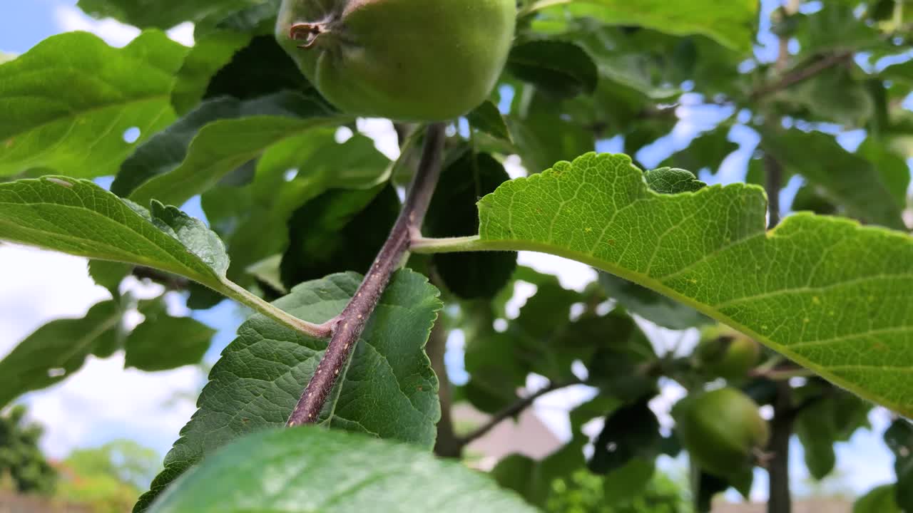 A branch of an apple tree with green leaves and ripening apples on a sunny day against a blue sky with white clouds