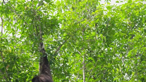 Seen from its back while sitting on a small branch and then jumps off hanging, White-handed Gibbon or Lar Gibbon Hylobates lar, Thailand