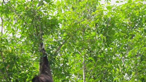 seen from its back while sitting on a small branch and then jumps off hanging, white-handed gibbon or lar gibbon hylobates lar, thailand