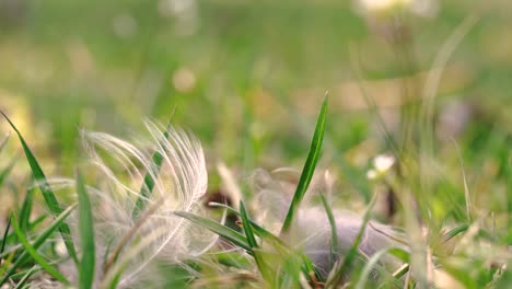 slowmotion macro shot of the grassy land in spring time