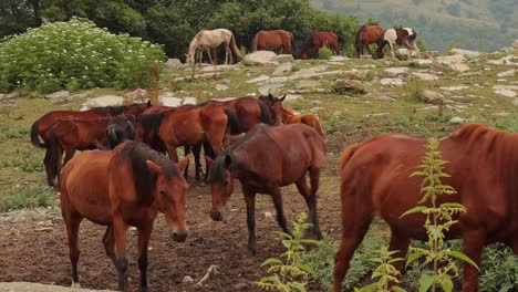 herd of horses on rocky mountain pasture in summer, yenokavan, armenia