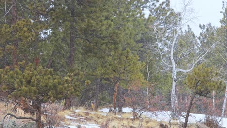 Snow-blowing-horizontally-in-a-remote-location-of-the-Colorado-Rocky-Mountains-with-pine-trees-and-leafless-aspen-trees-swaying