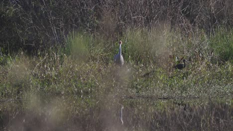 sandhill crane walking in tall grass disturbing glossy ibis flyaway