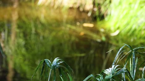 bamboo and plants in a zoo setting