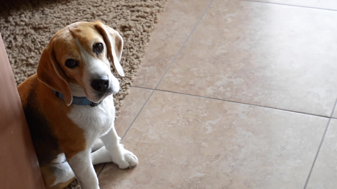 hermoso cachorro de beagle de pan puro en un apartamento estudio