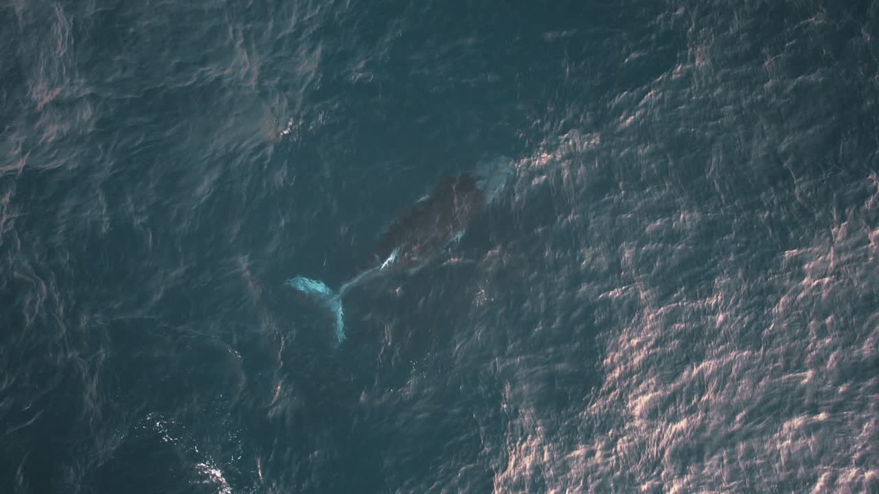 Humpback Whale Mother and Calf Swimming on the Ocean Surface