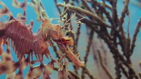 leafy sea dragon with eggs 4k slow motion south australia