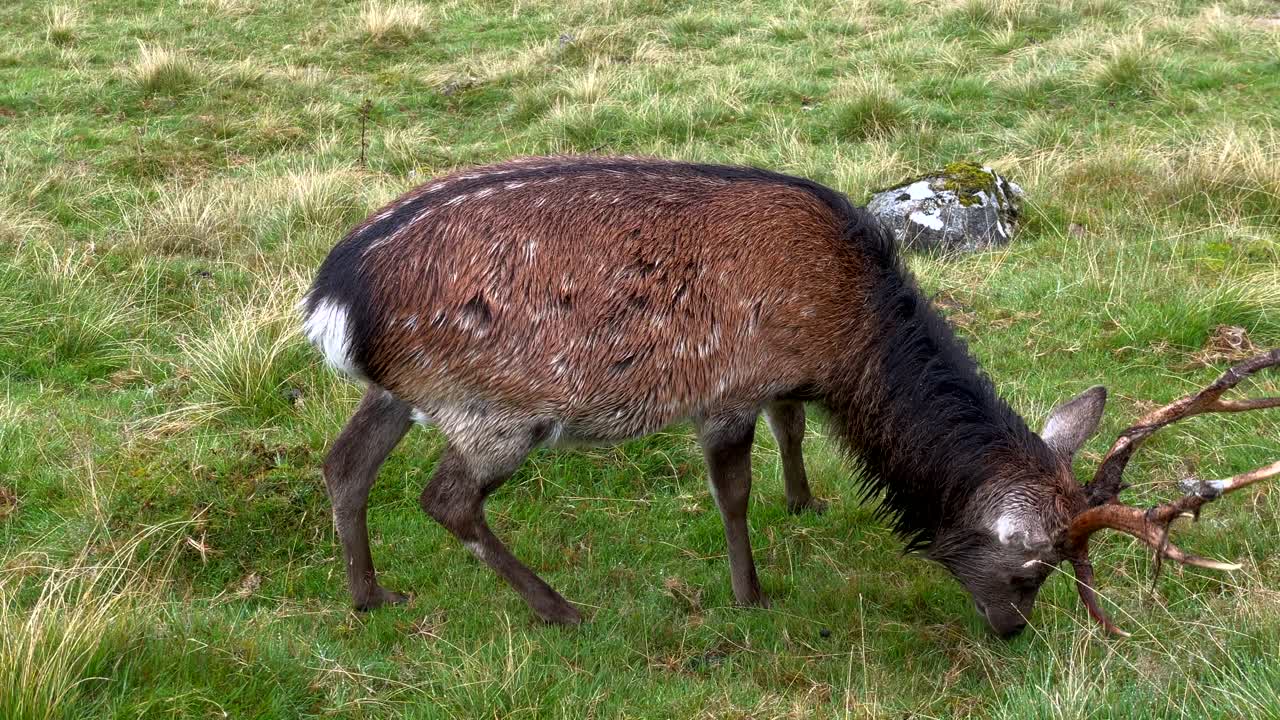 ciervo macho adulto con cuernos pastando en hierba en el parque nacional de wicklow en irlanda - cámara lenta de cerca