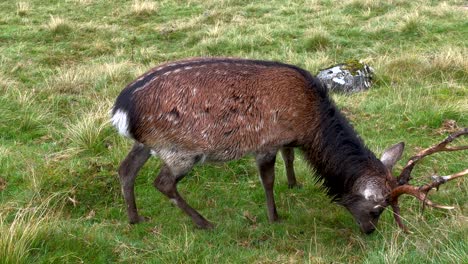 Adult-male-deer-with-horns-grazing-in-grass-at-wicklow-national-park-in-Ireland---Slow-motion-close-up