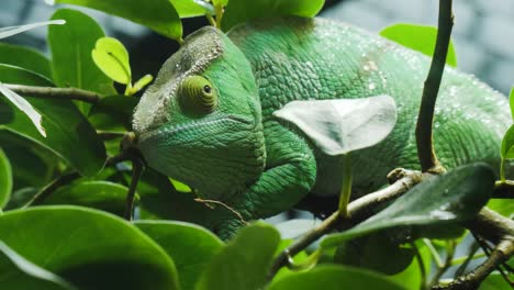 chameleon close up with colorful textured skin