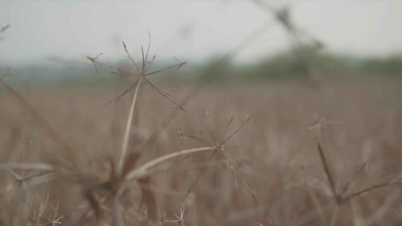 Slow motion static close up shot of a dried up plant on a wide field during a hot day in summer