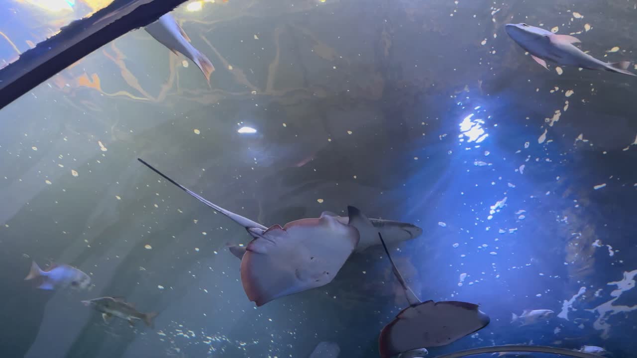 Sharks swimming above glass tunnel in aquarium with blue lighting and reflections. Underwater perspective showing marine wildlife. Aquarium visit and marine life observation concept for poster