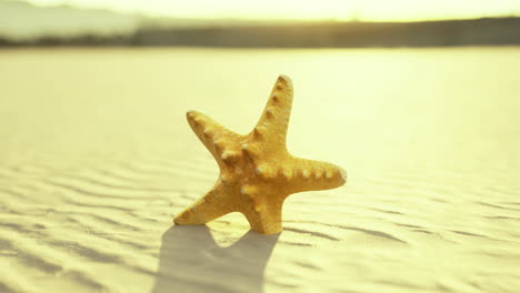 starfish rests on sand under warm sunlight at coastal beach