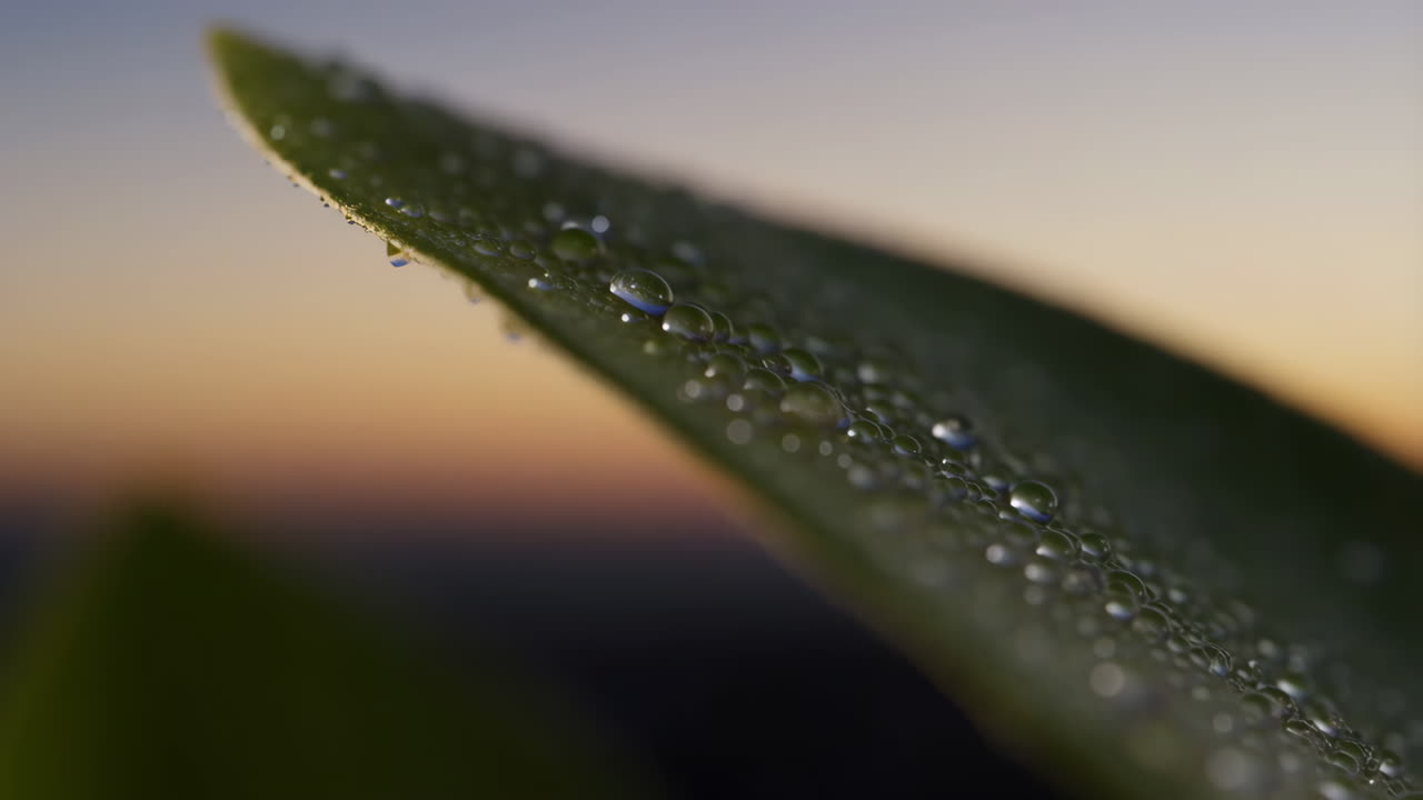 Macro Shot of Dew Drops on a Green Leaf