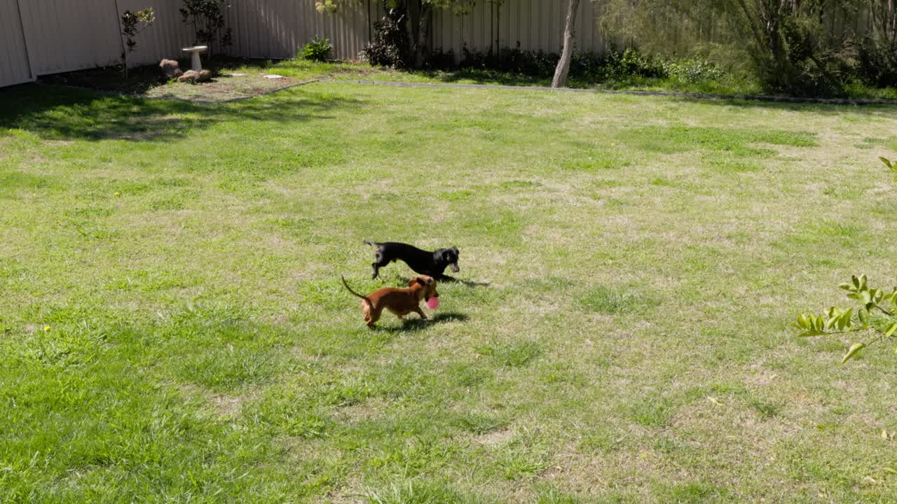 Two playful Dachshund dogs chase and play with a bright red ball on a lush green grass lawn in a sunny residential backyard