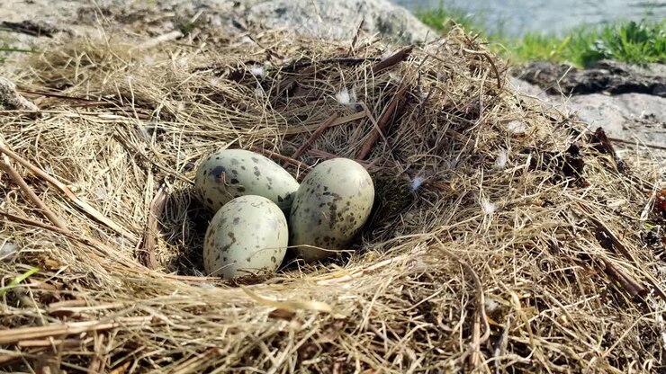 Green seagull eggs with black spots laying in nest made of dry grass close to sea in Norway - Static handheld closeup of nest with grass and feathers in wind - Sea in upper right corner background