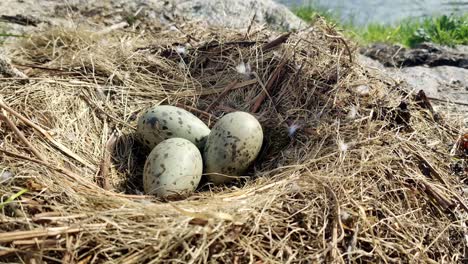 green seagull eggs with black spots laying in nest made of dry grass close to sea in norway - static handheld closeup of nest with grass and feathers in wind - sea in upper right corner background