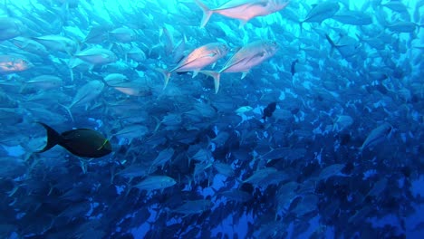 dish everywhere. school of jackfish in the ocean