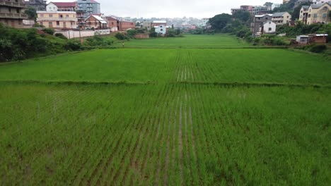 Urban-farming-rice-fields-in-between-residential-housing-in-a-village-of-Madagascar,-Africa