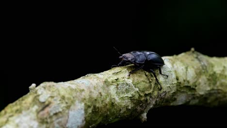 Schöner-Schwarzer-Hintergrund,-Gesehen,-Wie-Er-Seine-Antennen-Bewegt,-Ast-Bewegt-Sich-Mit-Dem-Wind,-Hirschkäfer,-Hexarthrius-Nigritus-Sundayrainy,-Khao-Yai-Nationalpark,-Thailand