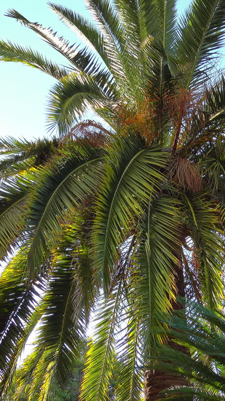 Close up of a palm tree on a blue sky background. Vertical