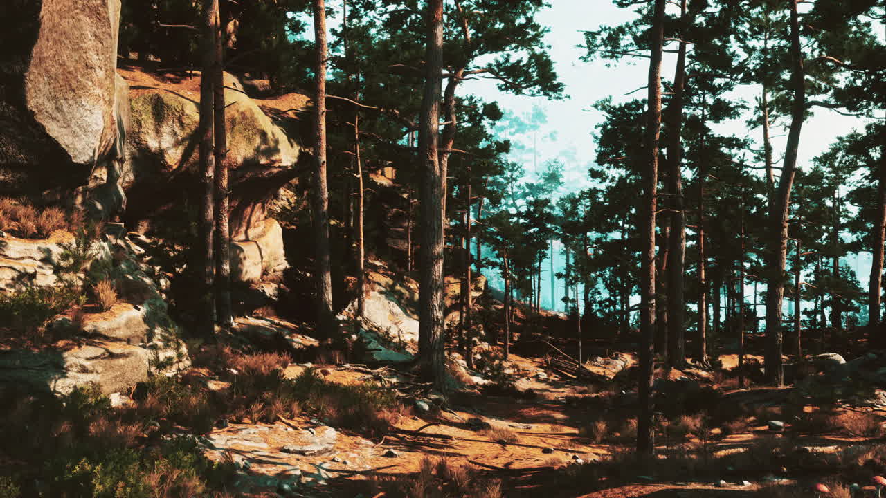 울창 한 소나무 숲 을 가로질러 아름다운 길