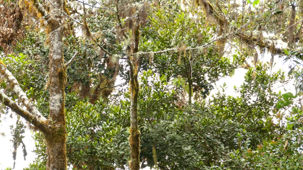 gorrión entre ramas de árbol. ángulo bajo