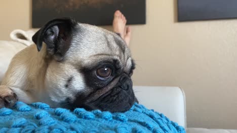 close up of a lazy adorable female pug, dog, pet