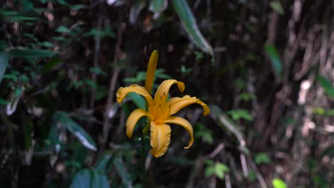 Schöne-Gelbe-Taglilienblume,-Die-In-Der-Wildnis-Angebaut-Wird---Nahaufnahme