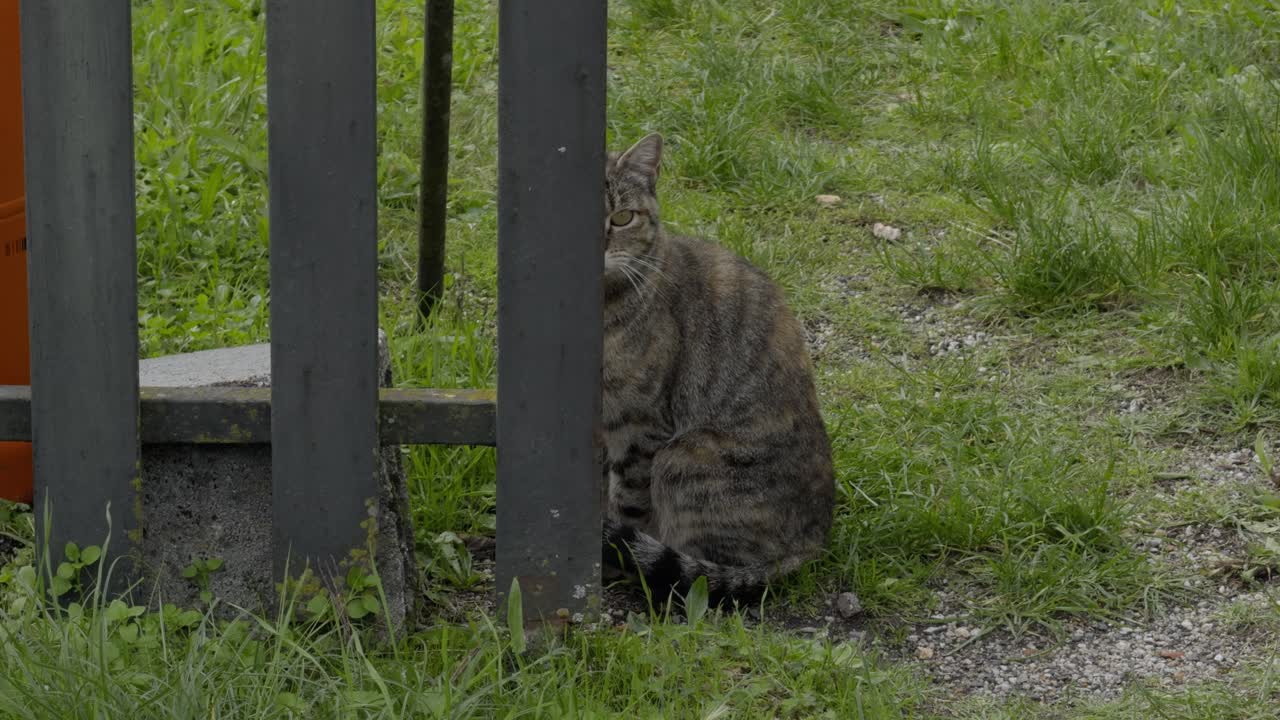 Gato malhado sentado atrás de uma cerca, observando com metade do rosto na grama