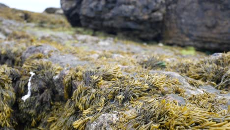 seaweed closeup on rocky shoreline marine landscape stones close-up dolly left