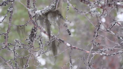 El-Liquen-O-El-Musgo-Colgante-Que-Crece-Debajo-De-Las-Ramas-De-Un-Pino-Gris-Plateado-Se-Inclinan-Hacia-Arriba