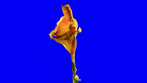 canna indica, orange - yellow lily single flower blossoming on chroma key blue background