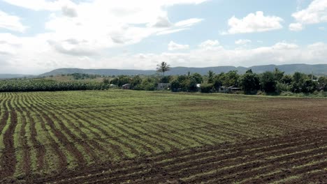 aerial forward ascendent over field of tobacco farm