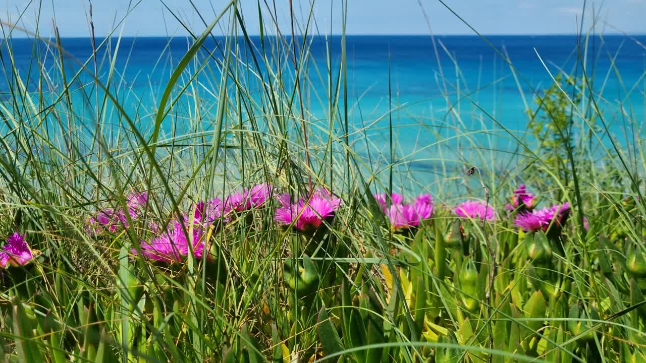Pink spring blossoms sway in the breeze with the turquoise-to-deep blue Aegean Sea behind, capturing the serene beauty of Greece’s Kassandra Peninsula in bloom