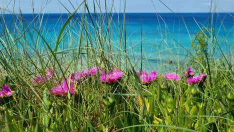 pink spring blossoms sway in the breeze with the turquoise-to-deep blue aegean sea behind, capturing the serene beauty of greece’s kassandra peninsula in bloom