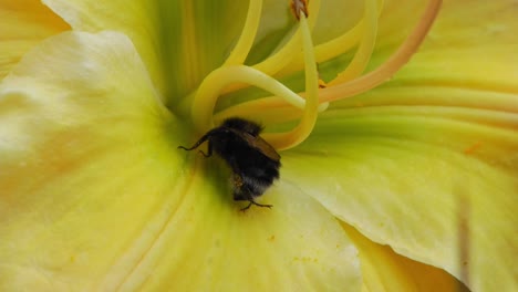 Biene-Sammelt-Nektar-Aus-Gelber-Blume---Makroaufnahme