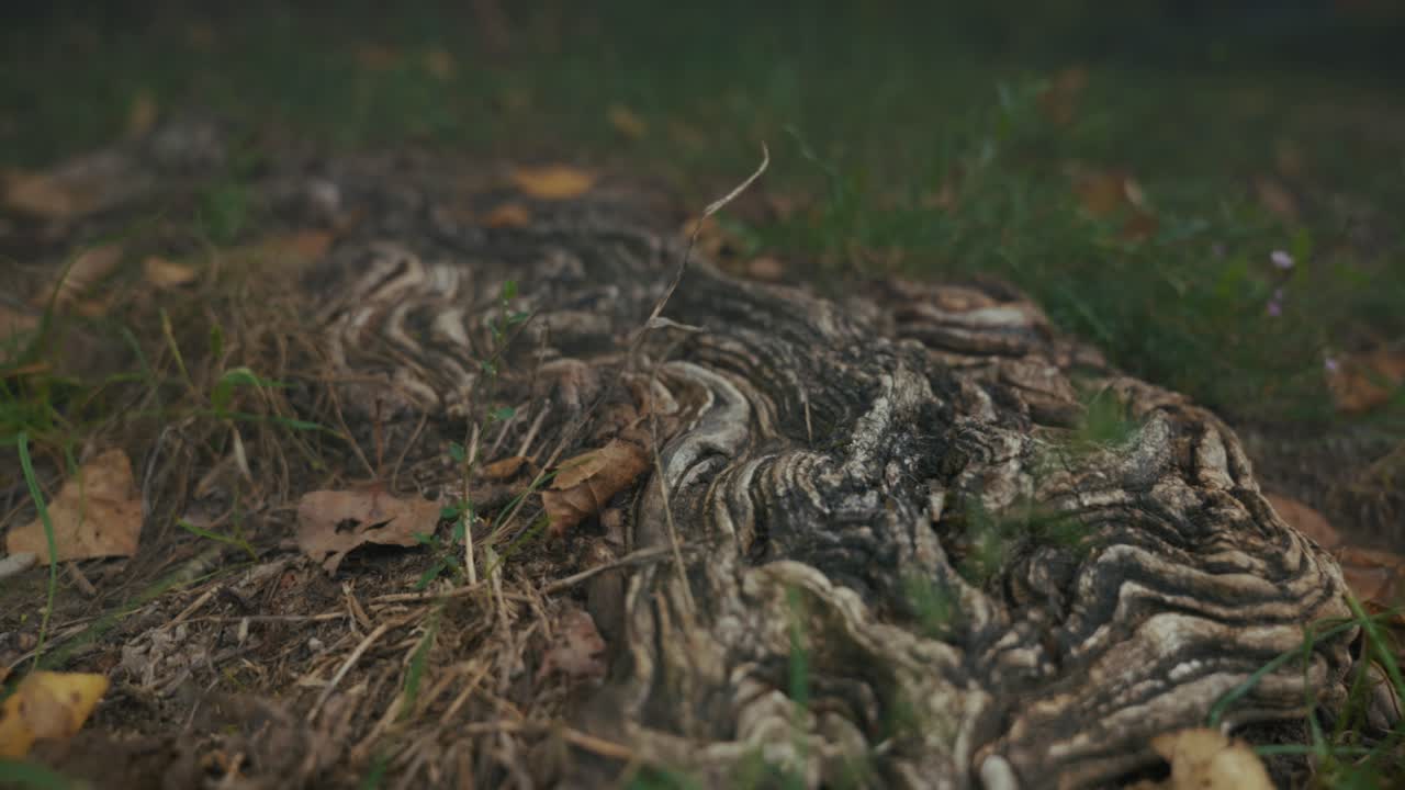 Close-up of an exposed tree root with textured bark surrounded by dry leaves and grass near Lake Jarun in Zagreb, Croatia