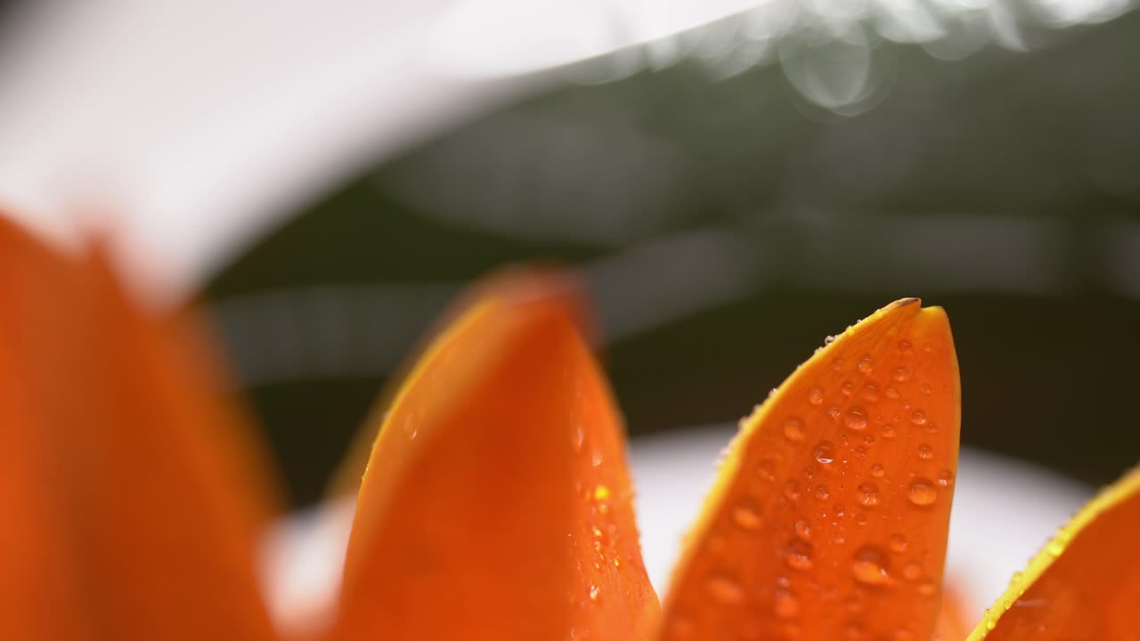 Macro Shot Of A Flower With Orange Petals, Moving In Water With Droplet Details.