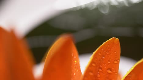 macro shot of a flower with orange petals, moving in water with droplet details.