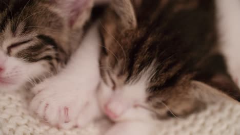 gatitos de la misma camada durmiendo juntos en una manta