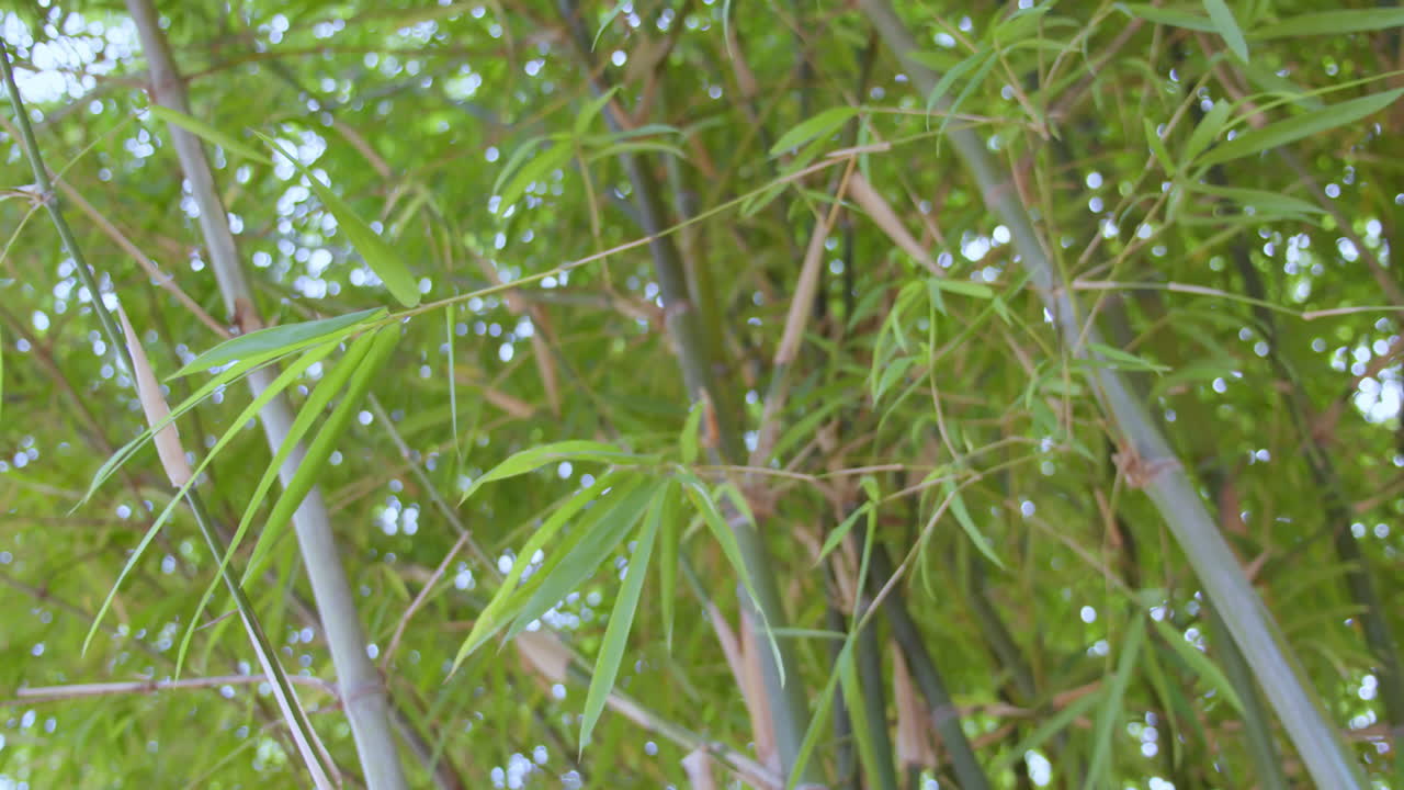 Explore serene beauty of a bamboo forest canopy highlighting lush greenery and tranquility