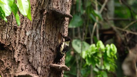 pájaro carpintero negro y beige, meiglyptes jugularis, parque nacional khao yai, tailandia