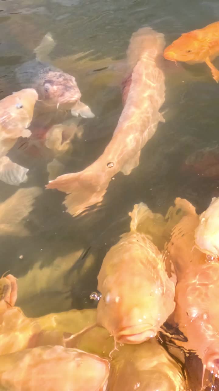 코이 물고기는 먹이를 찾으러 몰려들어서 조용히 헤엄쳐 나갑니다.