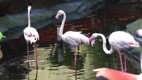 bandada de flamencos mayores, phoenicopterus roseus, de pie en el estanque, uno orina a la derecha y otro extiende sus alas y se une al grupo en el parque de vida silvestre langkawi, movimiento de mano de cerca